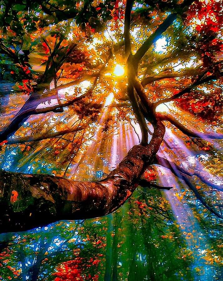 Baum-Licht